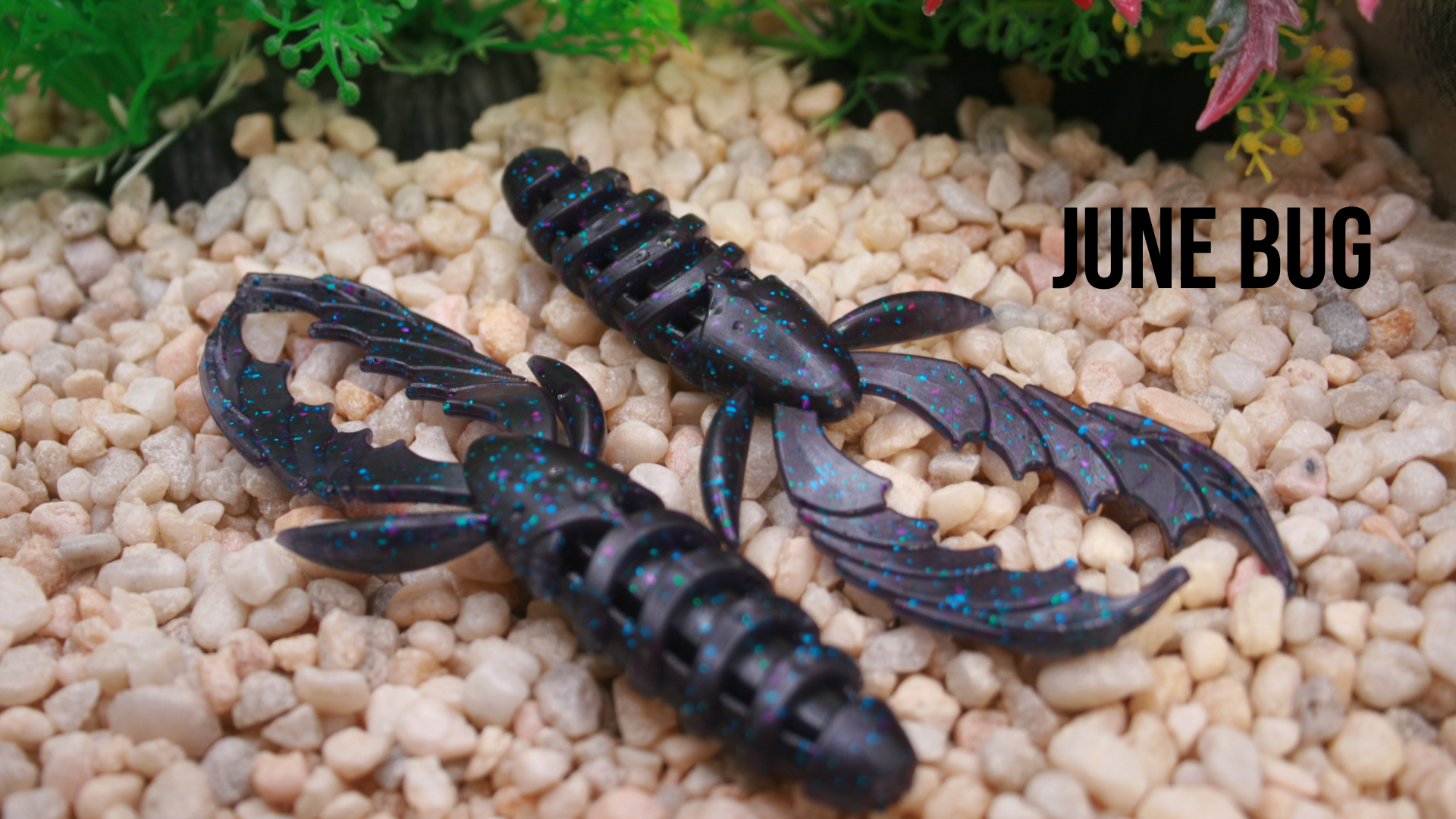 4_ Alien Tail June Bug.png