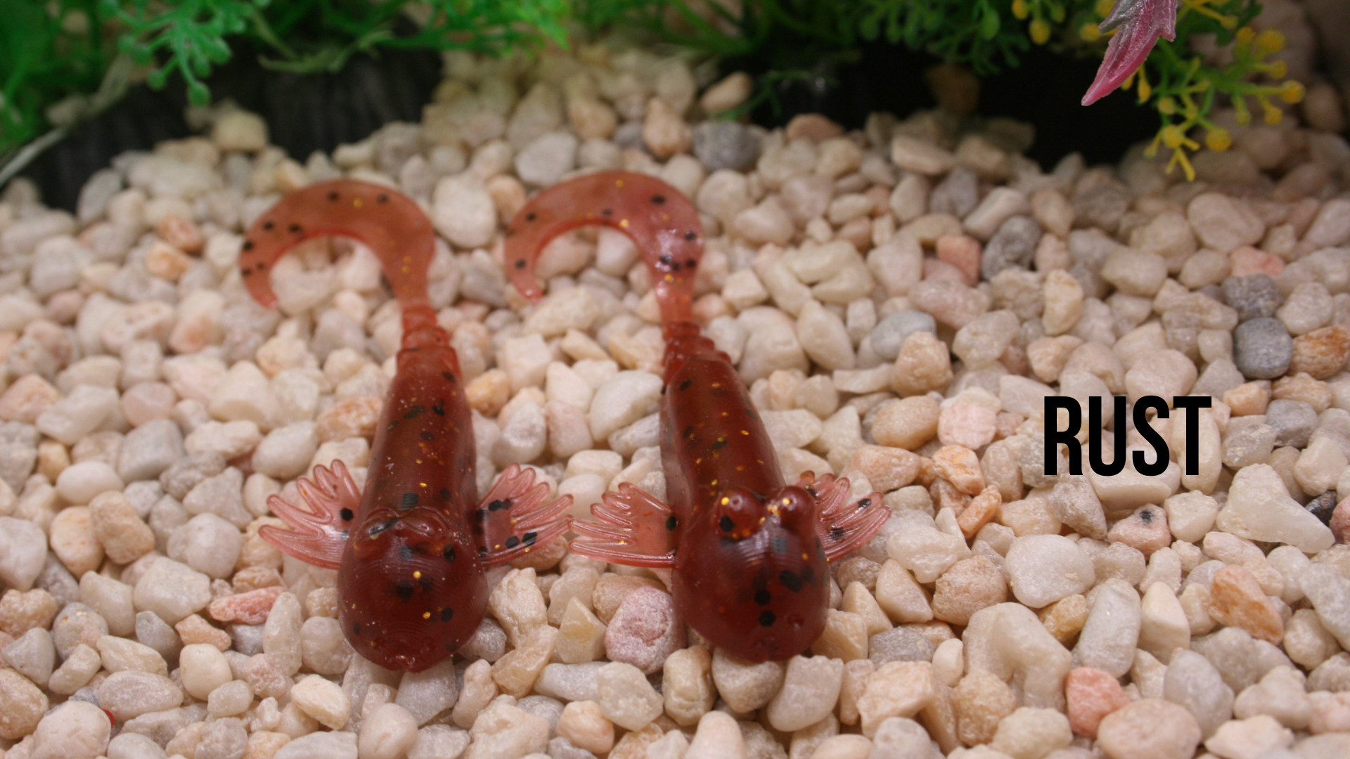 3.25_ Goby rust.png