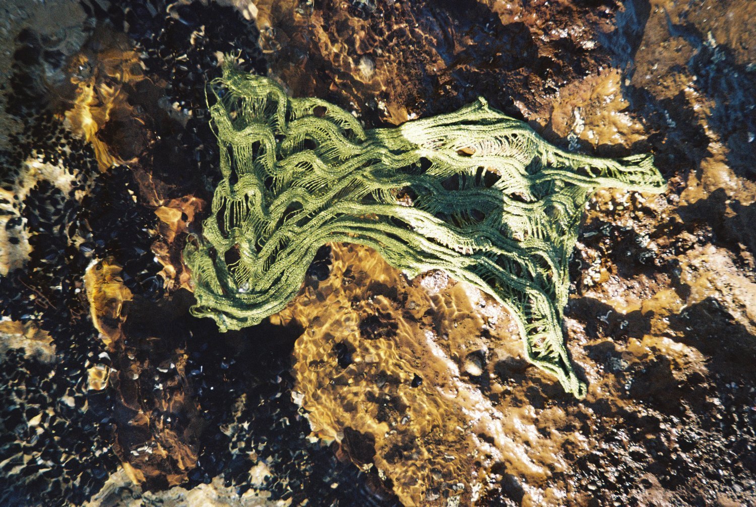 Seaweed Tank.jpeg