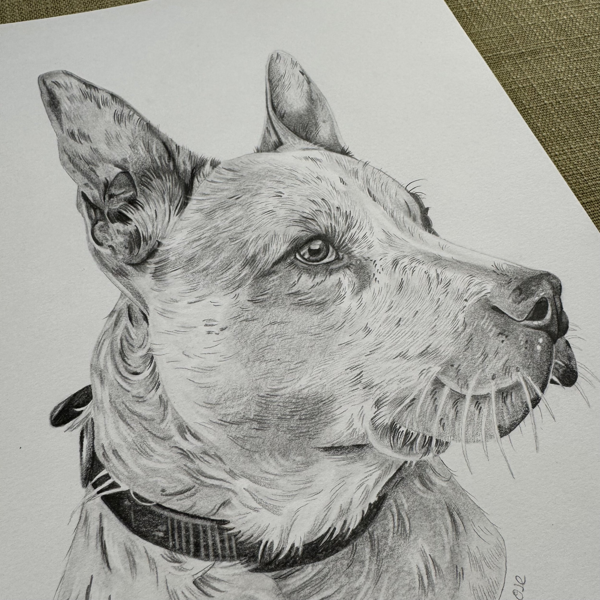 Dog 1 Closeup.jpg
