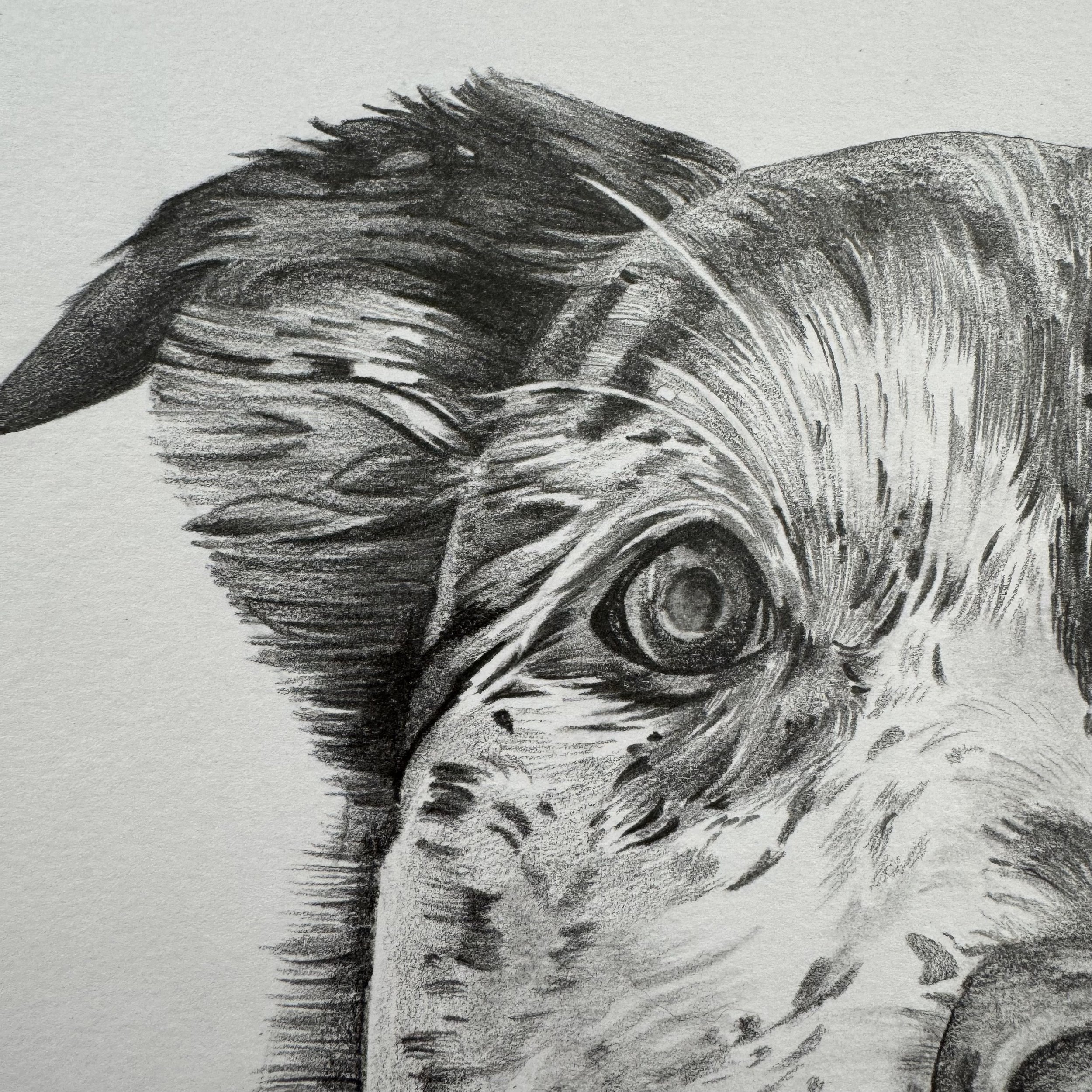 Dog 2 Closeup.jpg