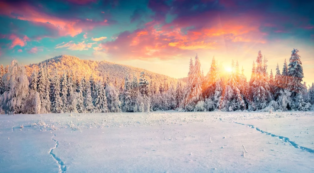 Winter trees with sun small.jpg