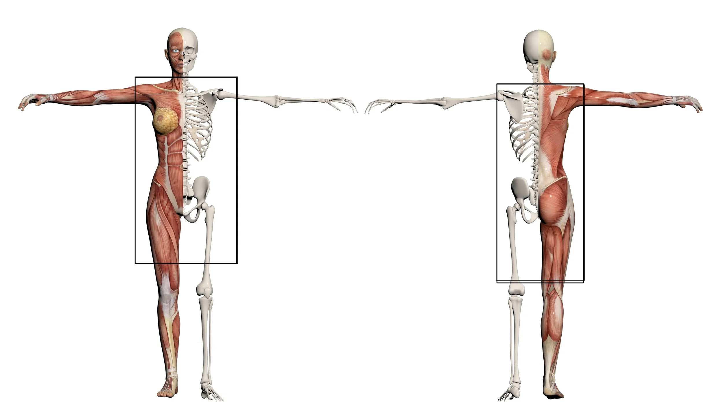 skeleton with box.jpg