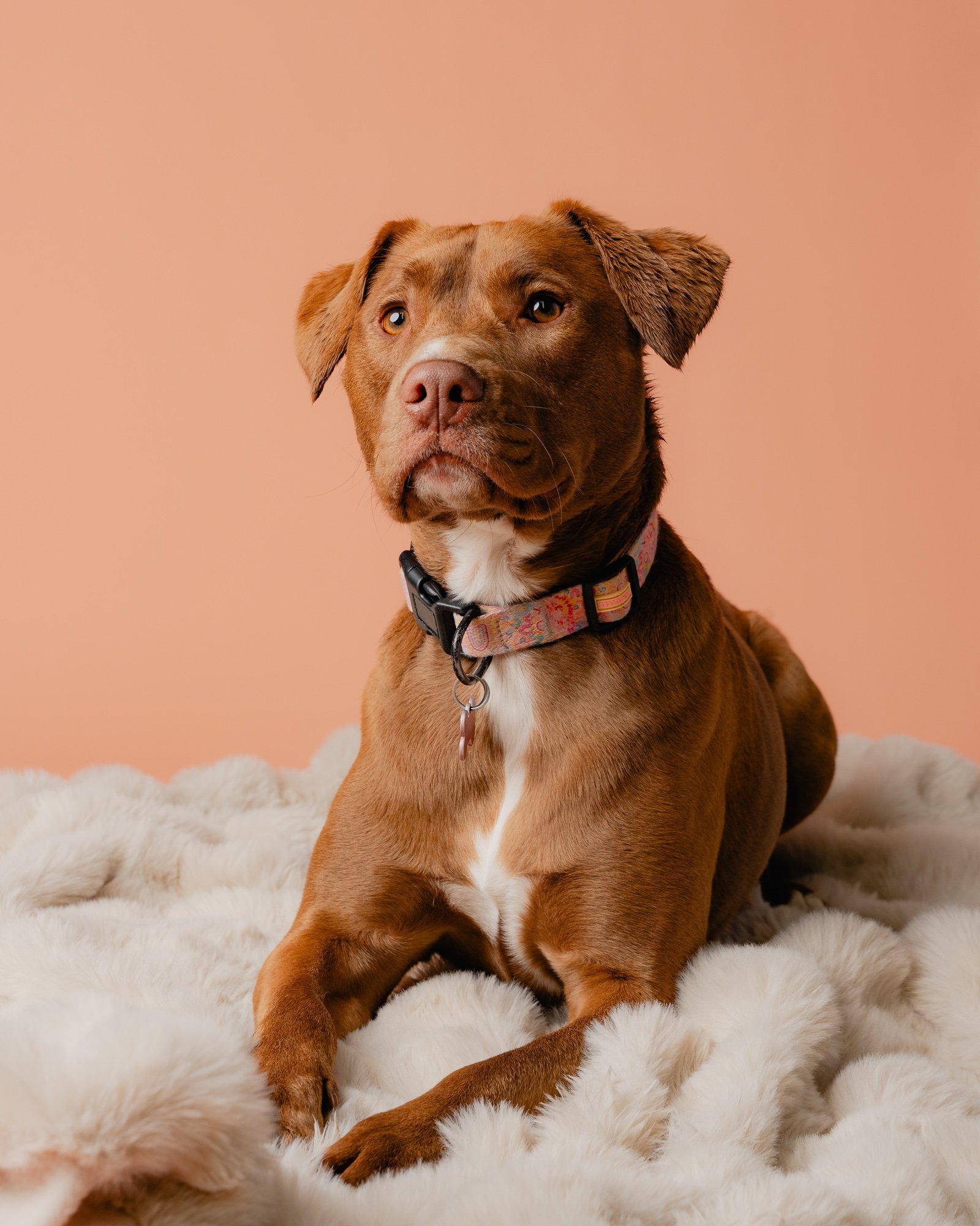 Canine College_Web-32.jpg