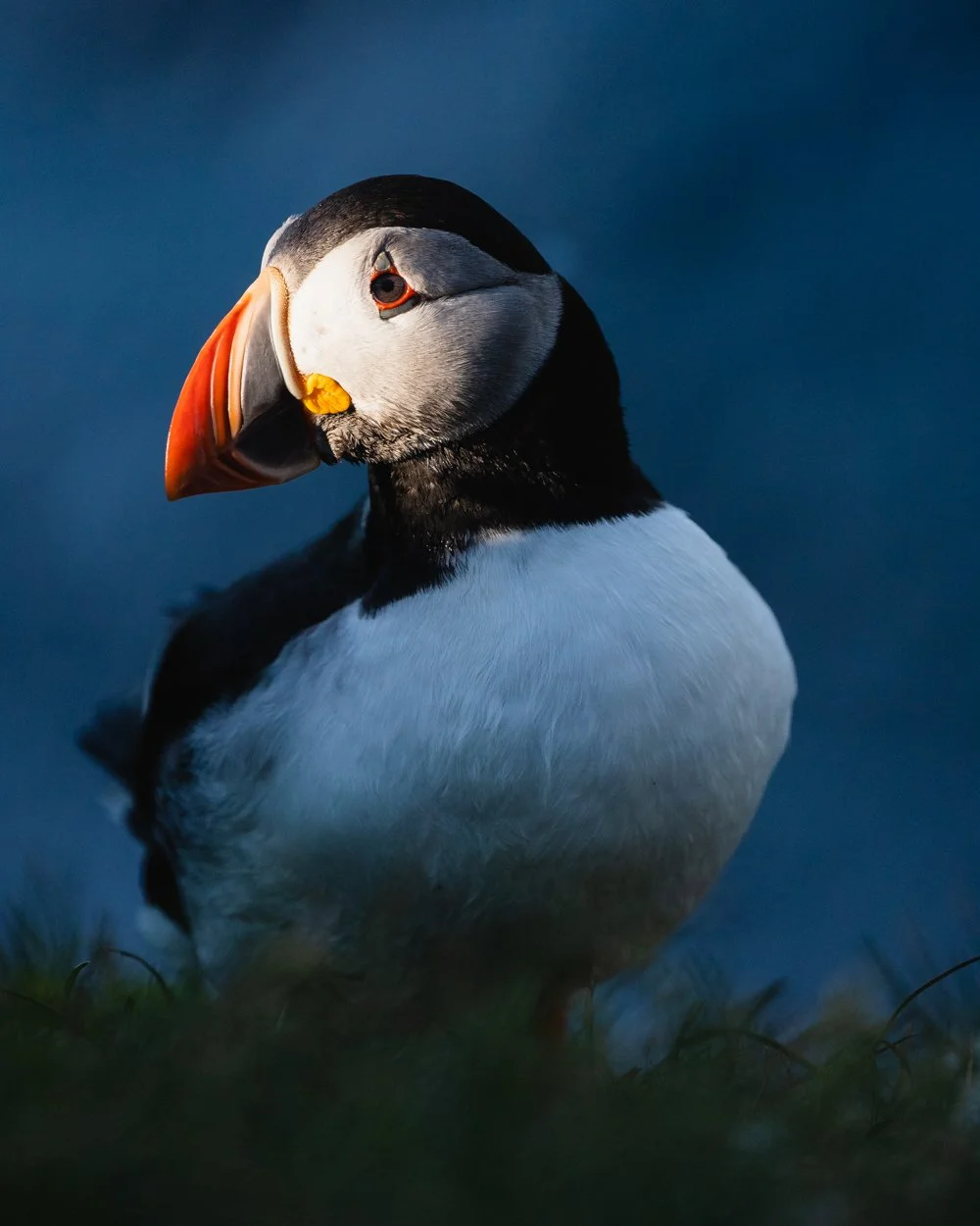 Close-up of a puffin bird standing on grass with dark blue background.