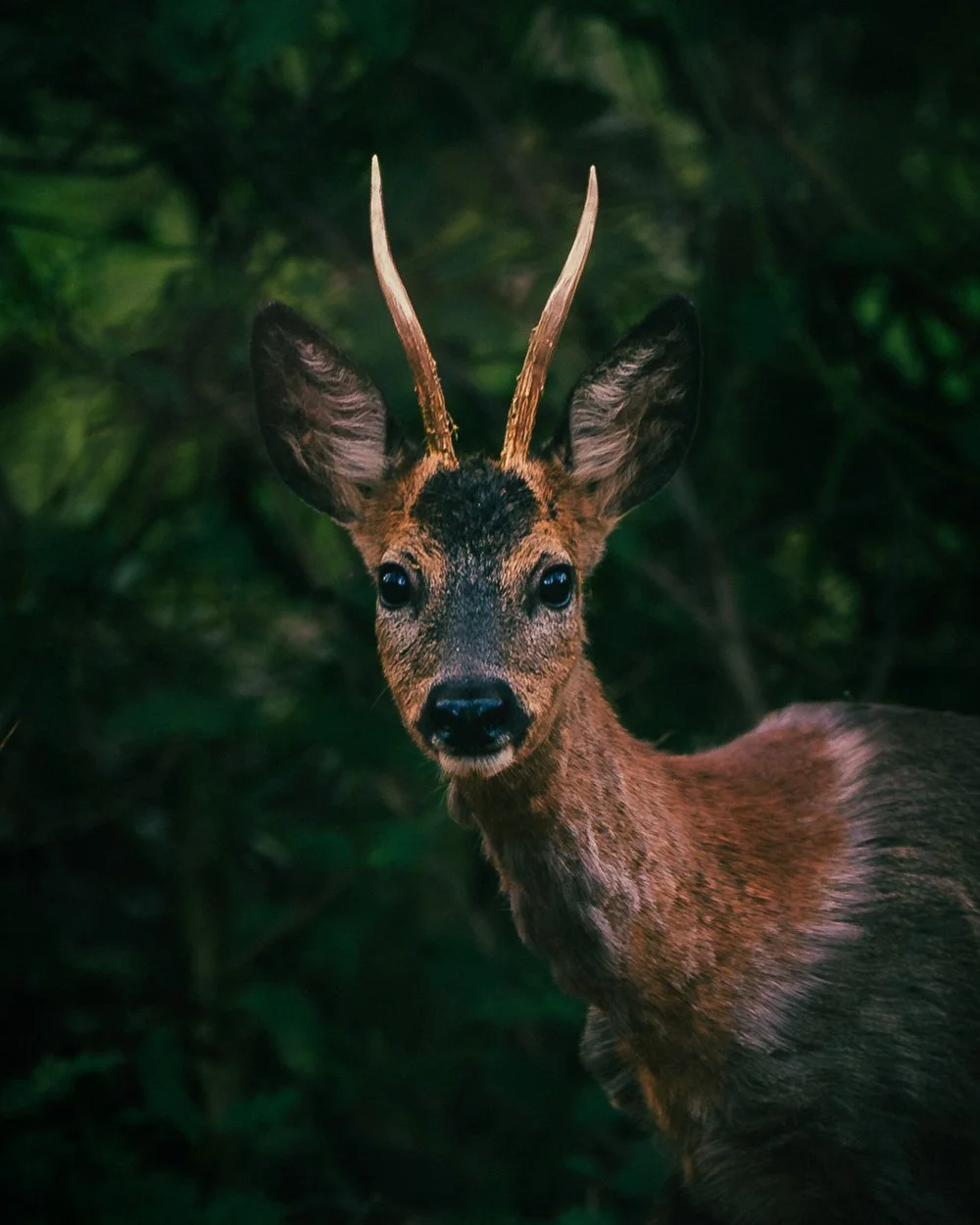 Close-up of a young deer with antlers, standing in a forest with green foliage in the background.
