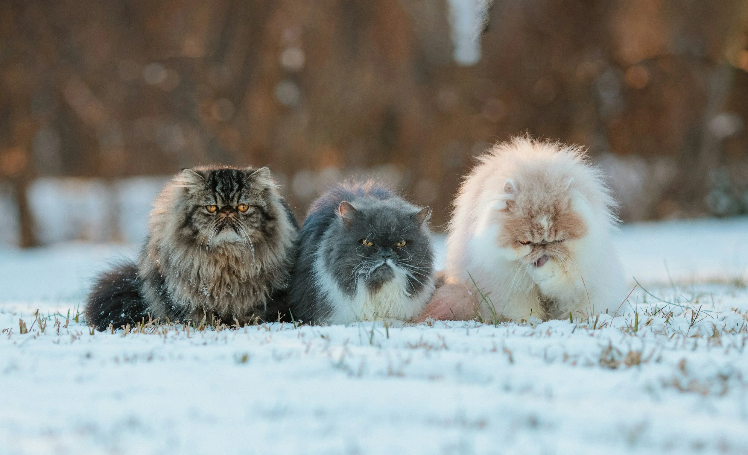 Cat grooming in tacoma wa lion cut and bathing