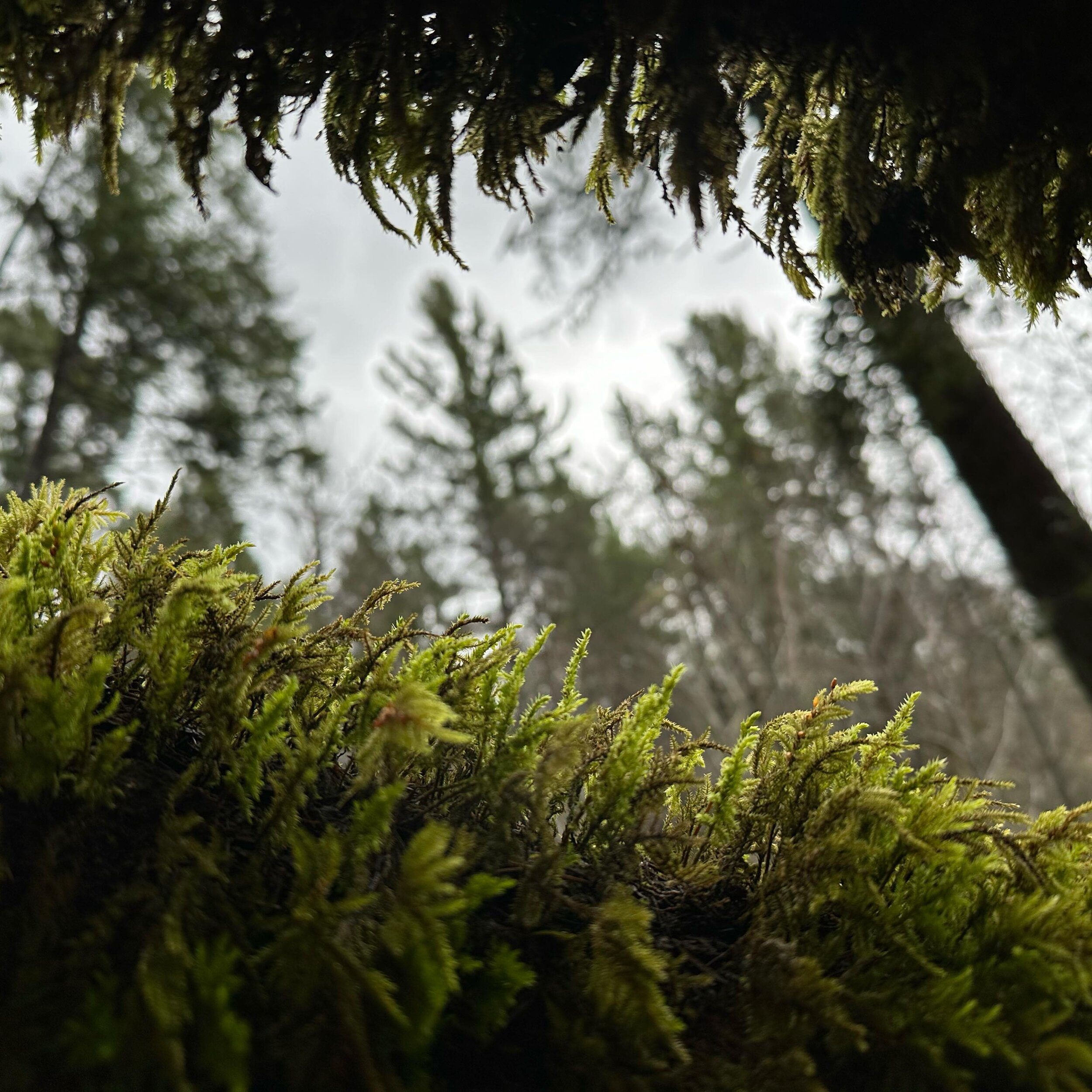 Beneath the moss ✨
📍Lewiston Lake Trail

📸 @rachelminor