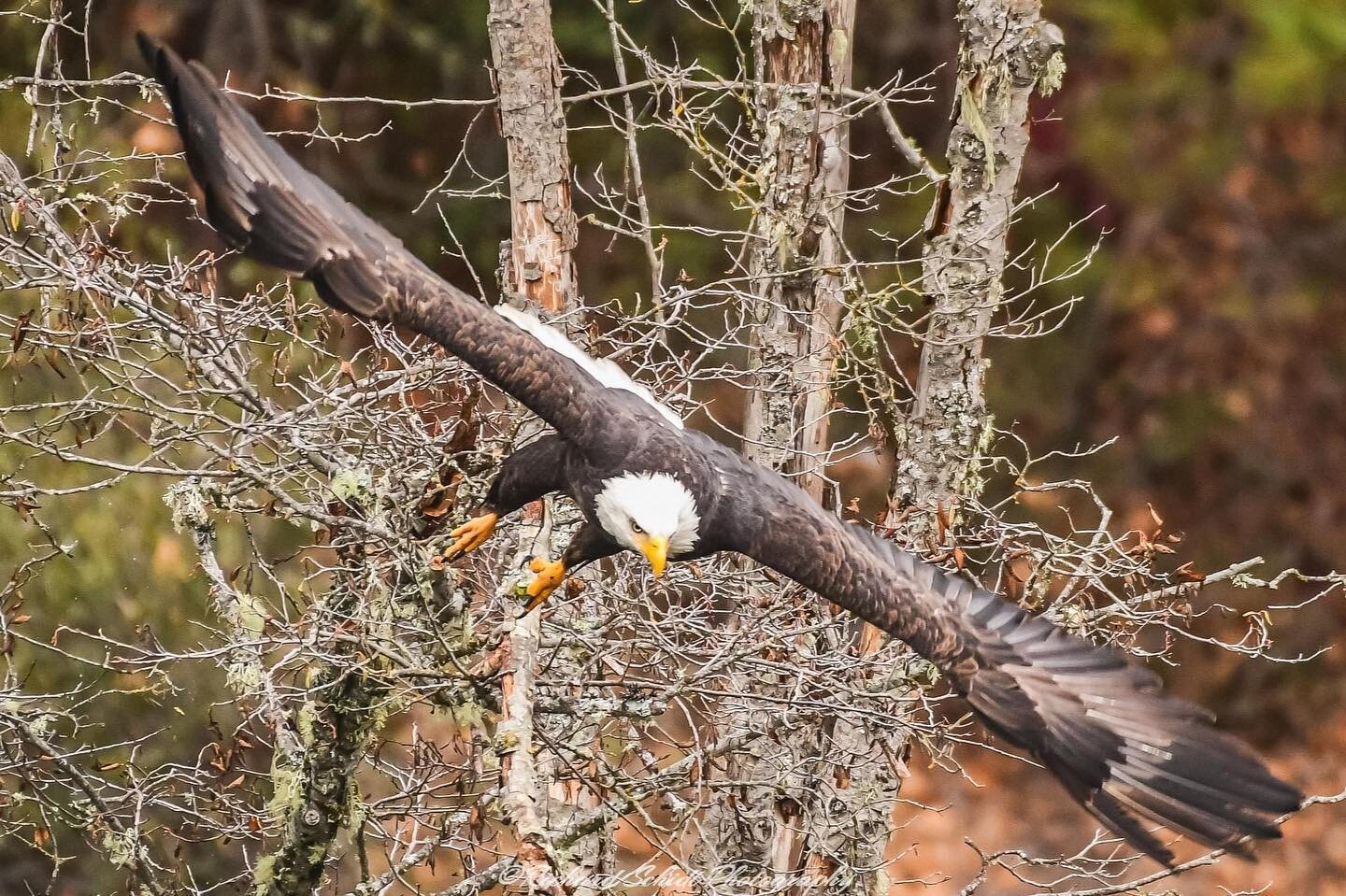 Wow! Richard Schmidt Photography captured this Adult Bald Eagle at the Trinity River Hatchery in Lewiston on December 15th. Be sure to follow Richard Schmidt Photography on Facebook to see what&rsquo;s flying around Lewiston. He also has print for sa