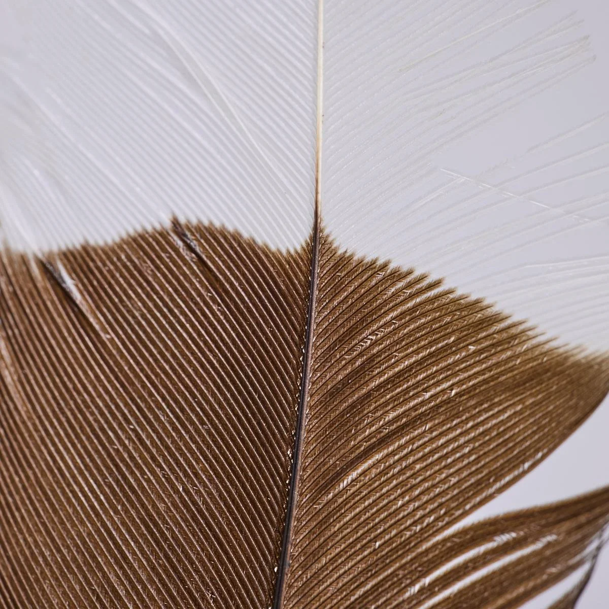 Huia-Feather-Imagery-Webbs-3.jpg