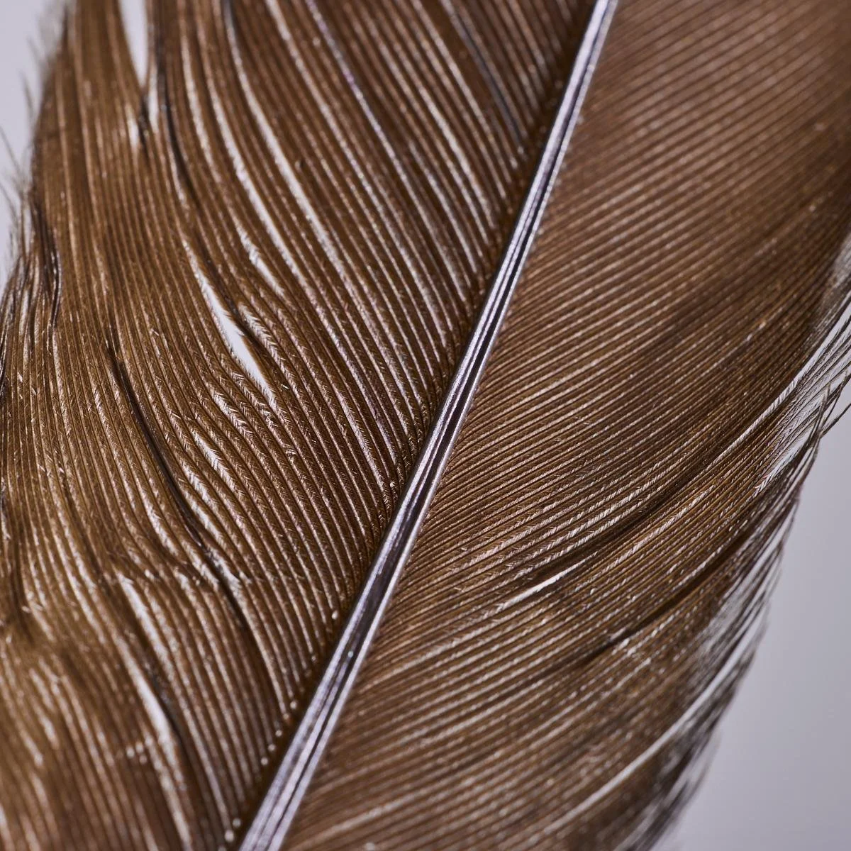 Huia-Feather-Imagery-Webbs-4.jpg