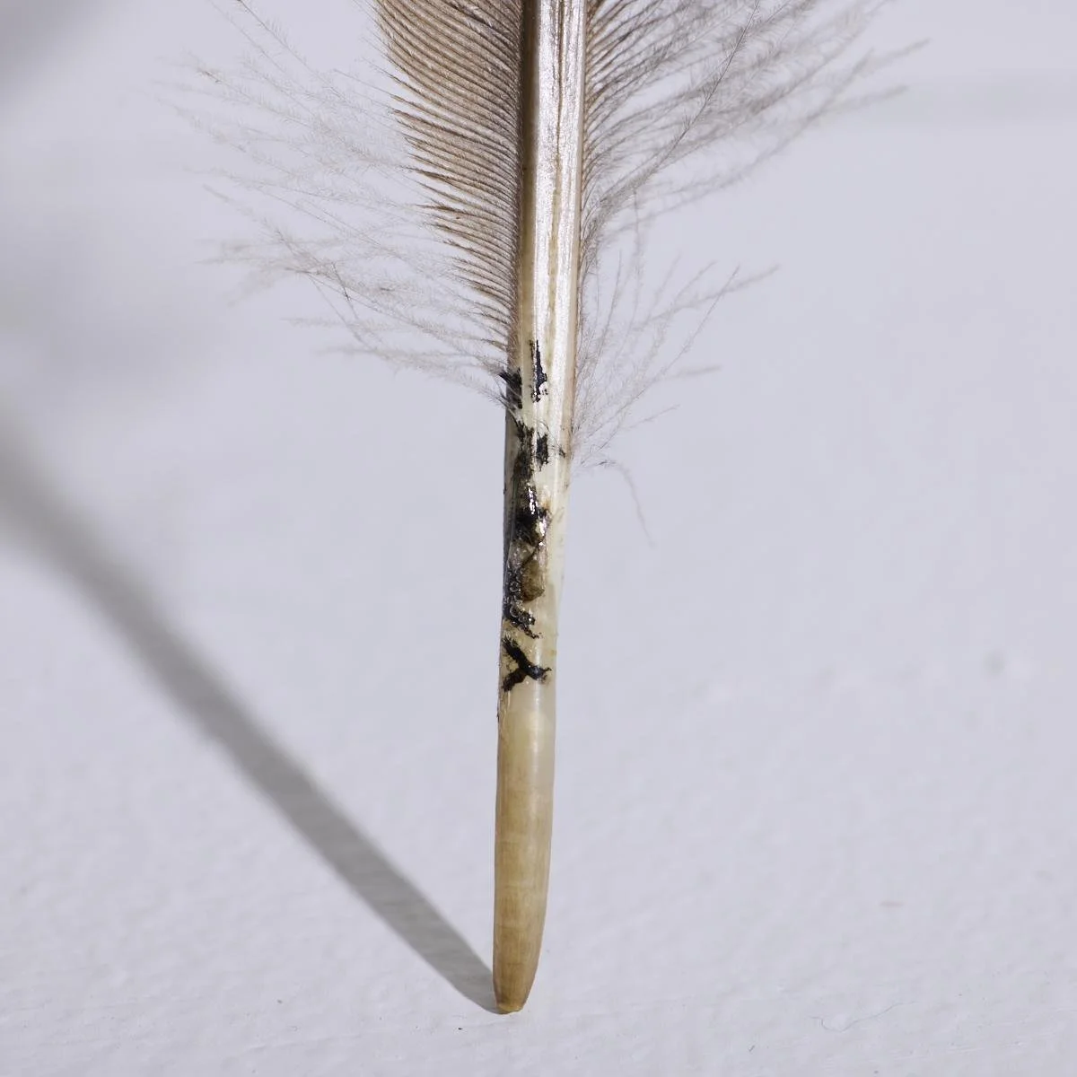 Huia-Feather-Imagery-Webbs-1.jpg