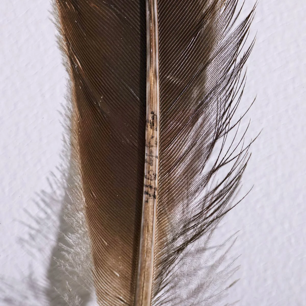 Huia-Feather-Imagery-Webbs-6.jpg