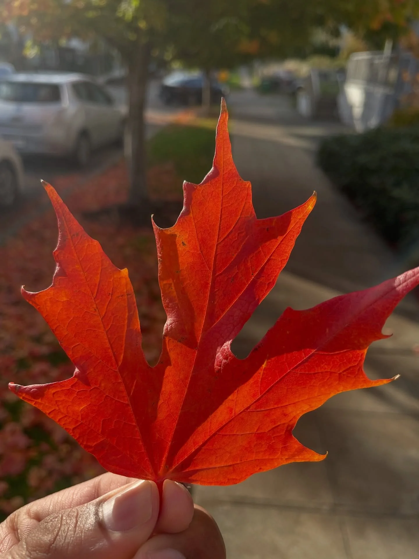 Seasons💛

#FallColours🍁#Autumnvibes