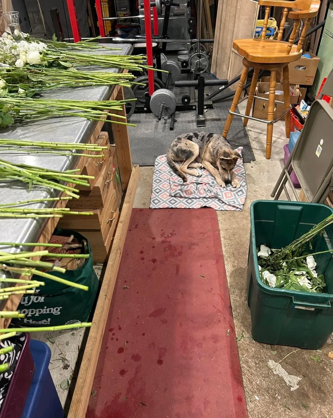 I&rsquo;m back in the studio, with my helper, prepping the final wedding for 2025!