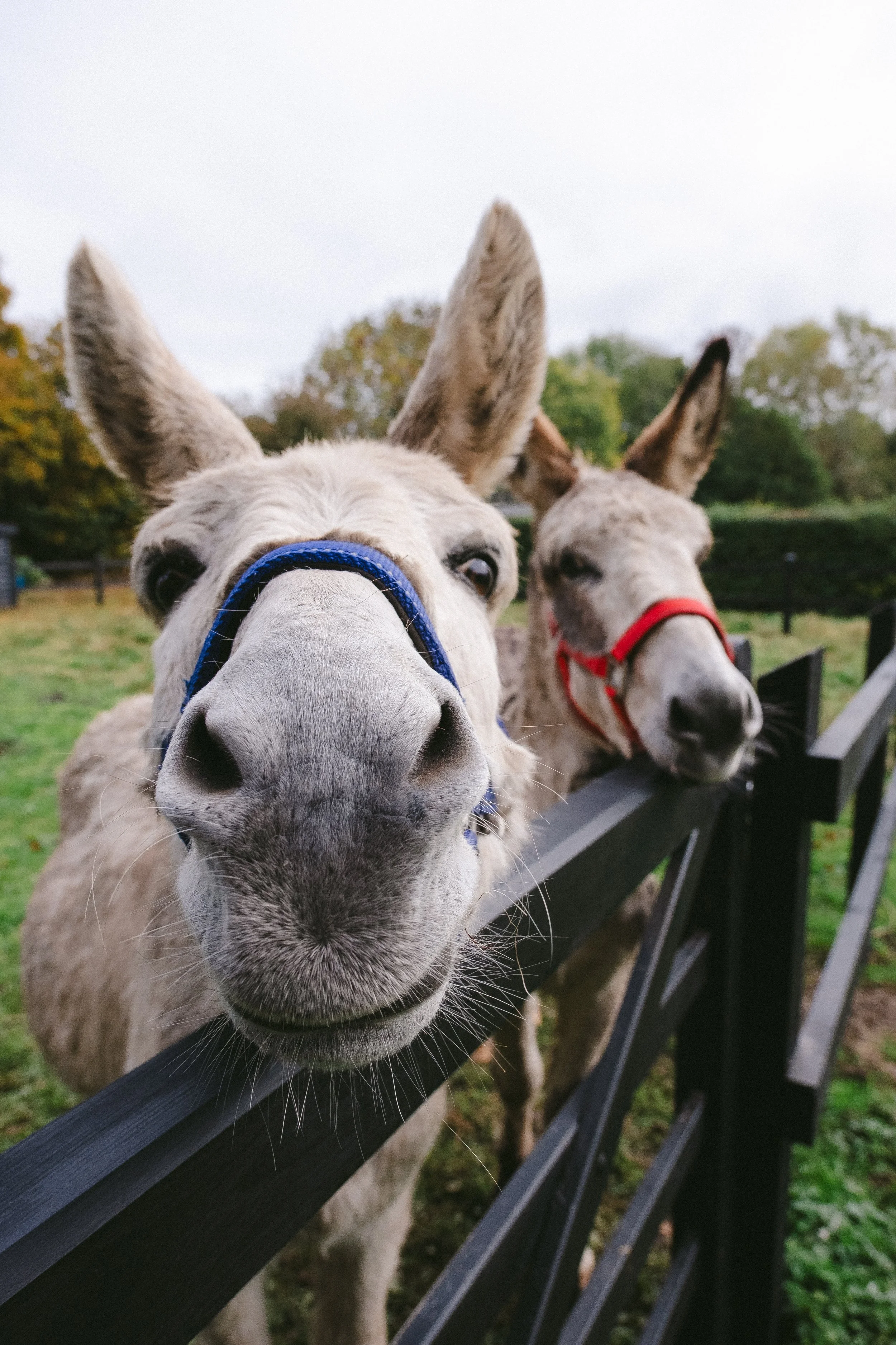 Photo 16-10-2025, 11 58 02 am.jpg