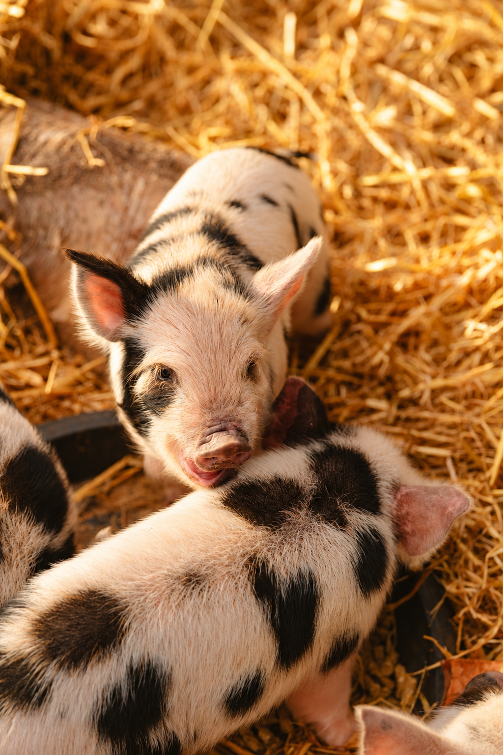 Restaries at Paradise Farm, Suffolk