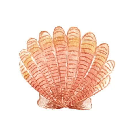 Scallop.jpg