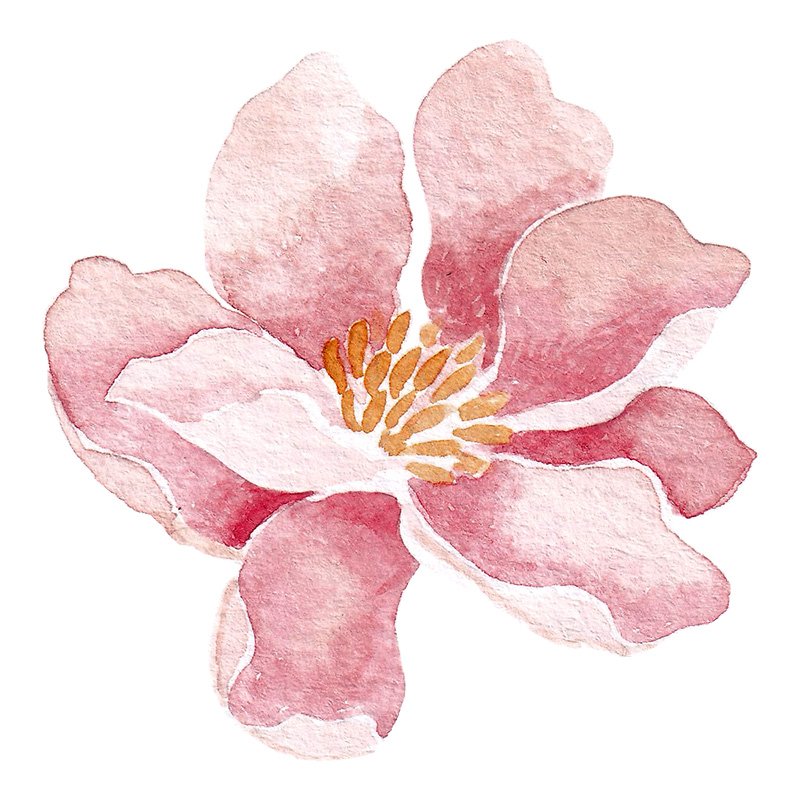 Pink Rose.jpg