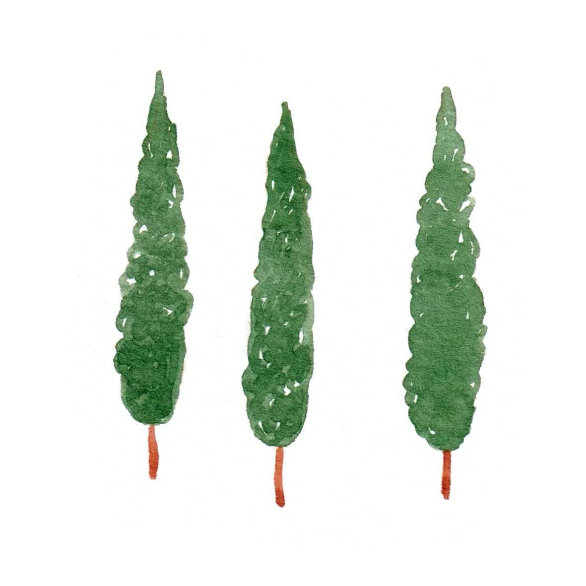 Cypress Trees.jpg