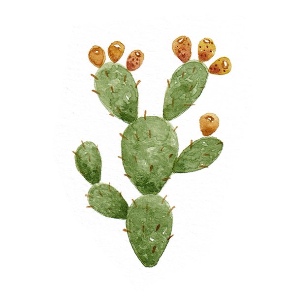 Cactus.jpg (Copy)