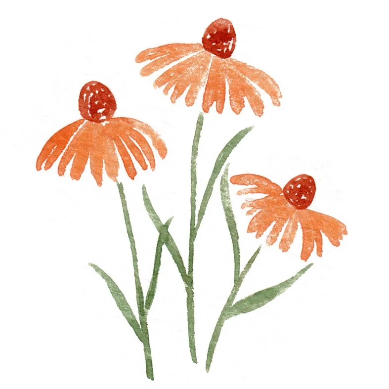 Helenium.jpg