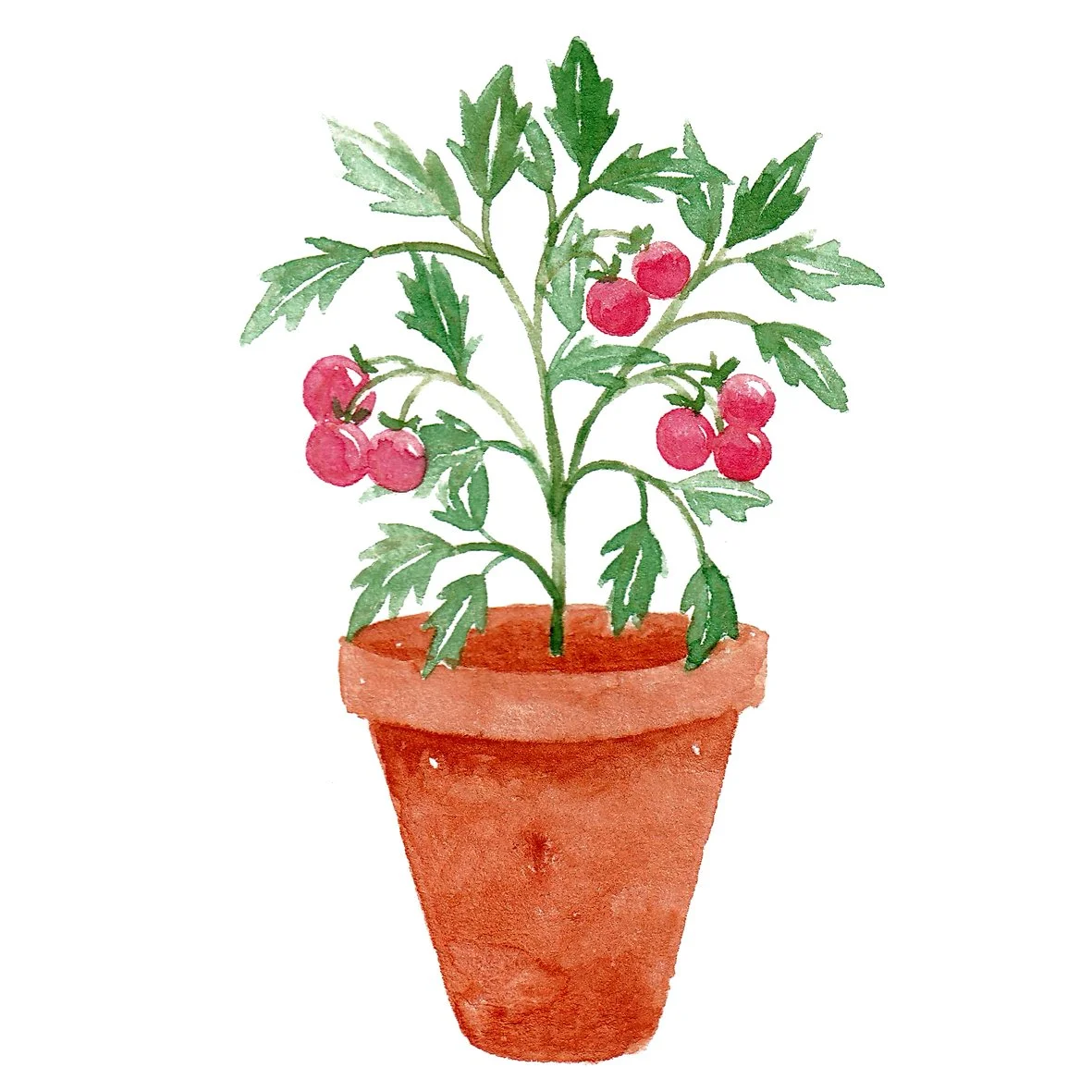 Tomato Pot Plant.jpg