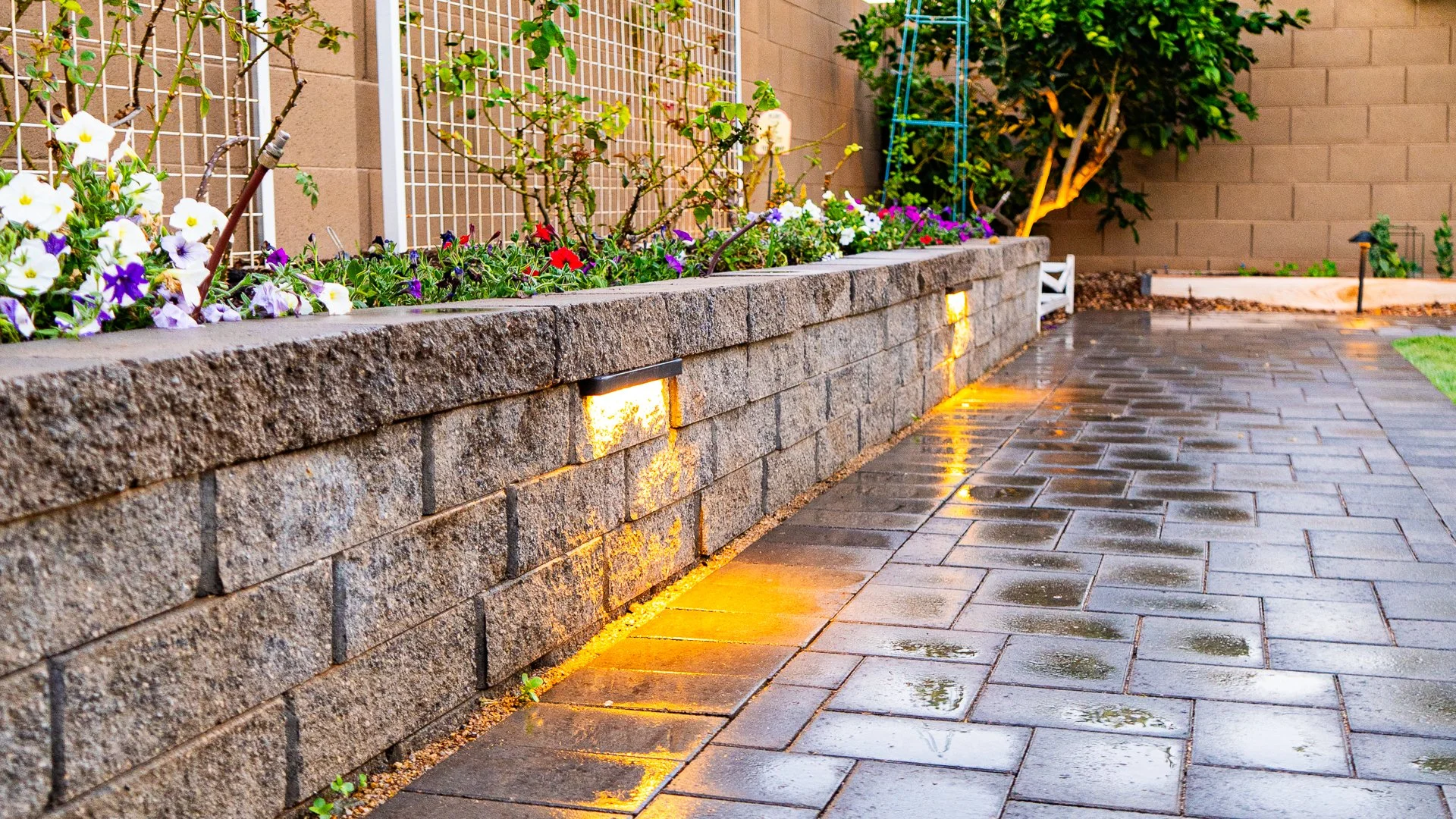 Phx Paver Mesa Wall Raised Planter with PVC Drip Irrigation and Low Voltage Lighting, Belgard Dimensions 6 Rio Pavers, TifTuf Sod and Sprinklers, Citrus Trees, Apache Brown Gravel in Surprise, AZ