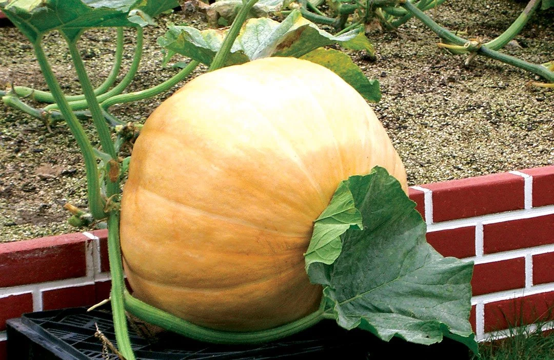 No Perfect Pumpkins