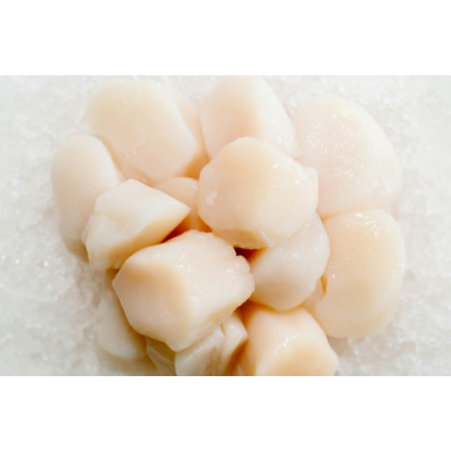Scallops (PREORDER)
