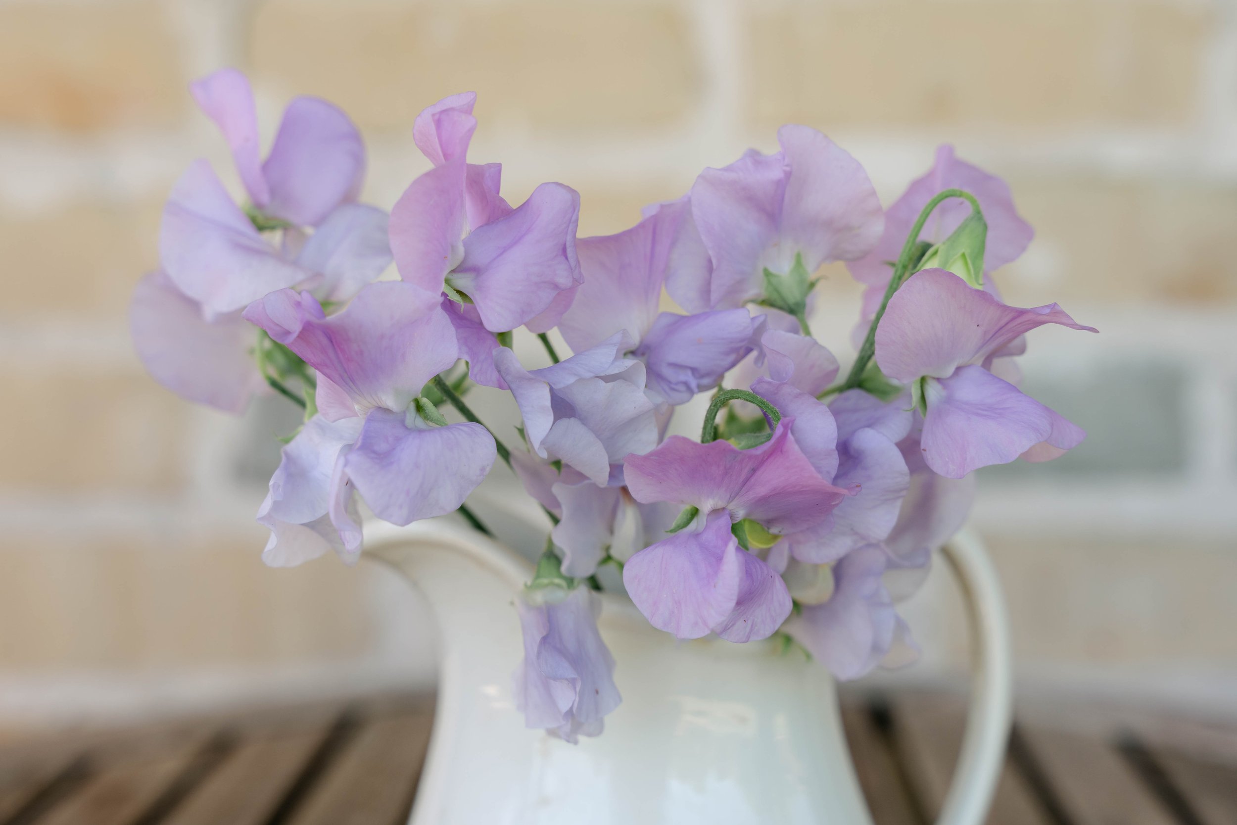 Winter Sunshine Lavender sweet pea seeds — Oklahoma flower farm