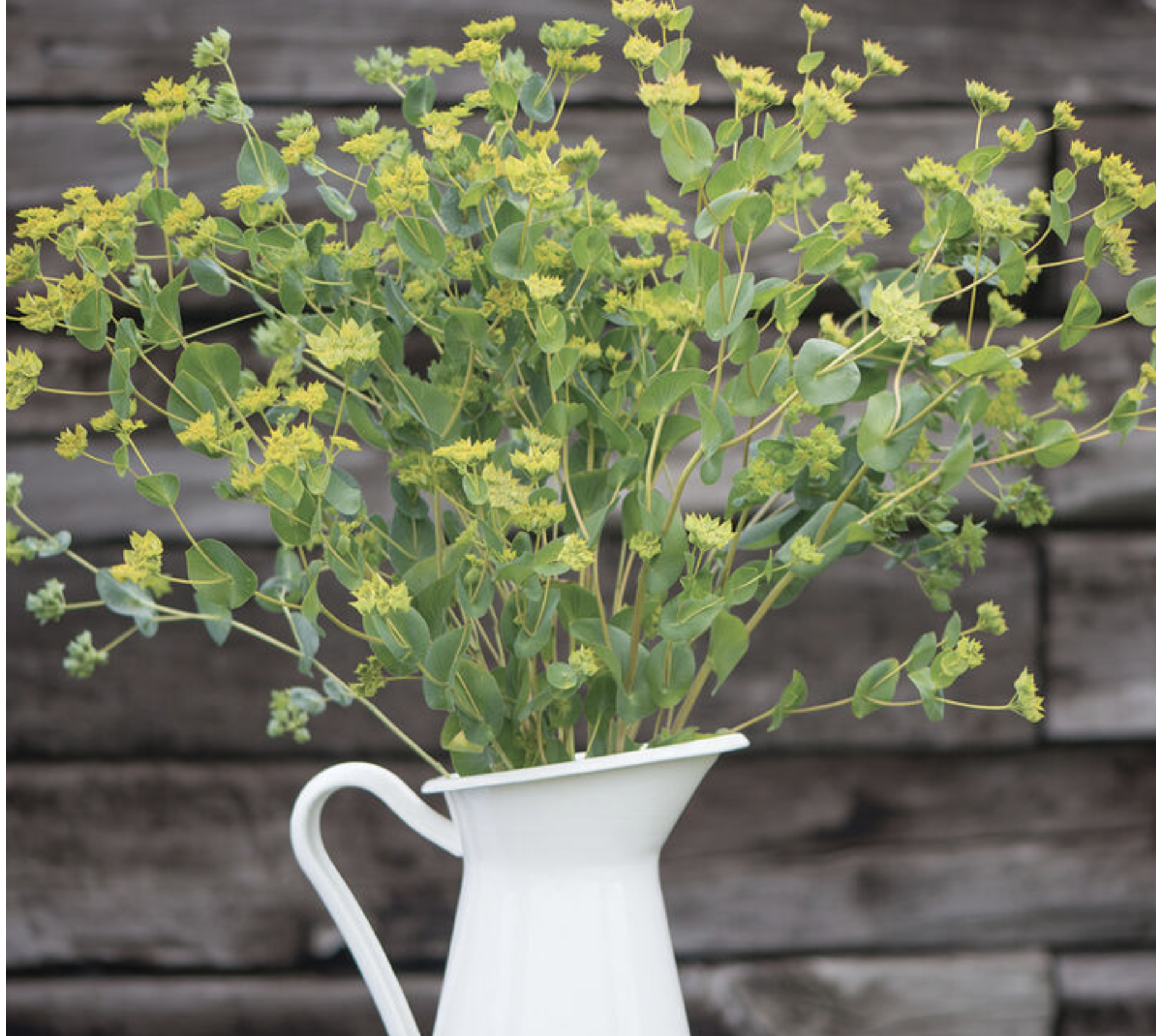 Bupleurum (Hare's Ear)