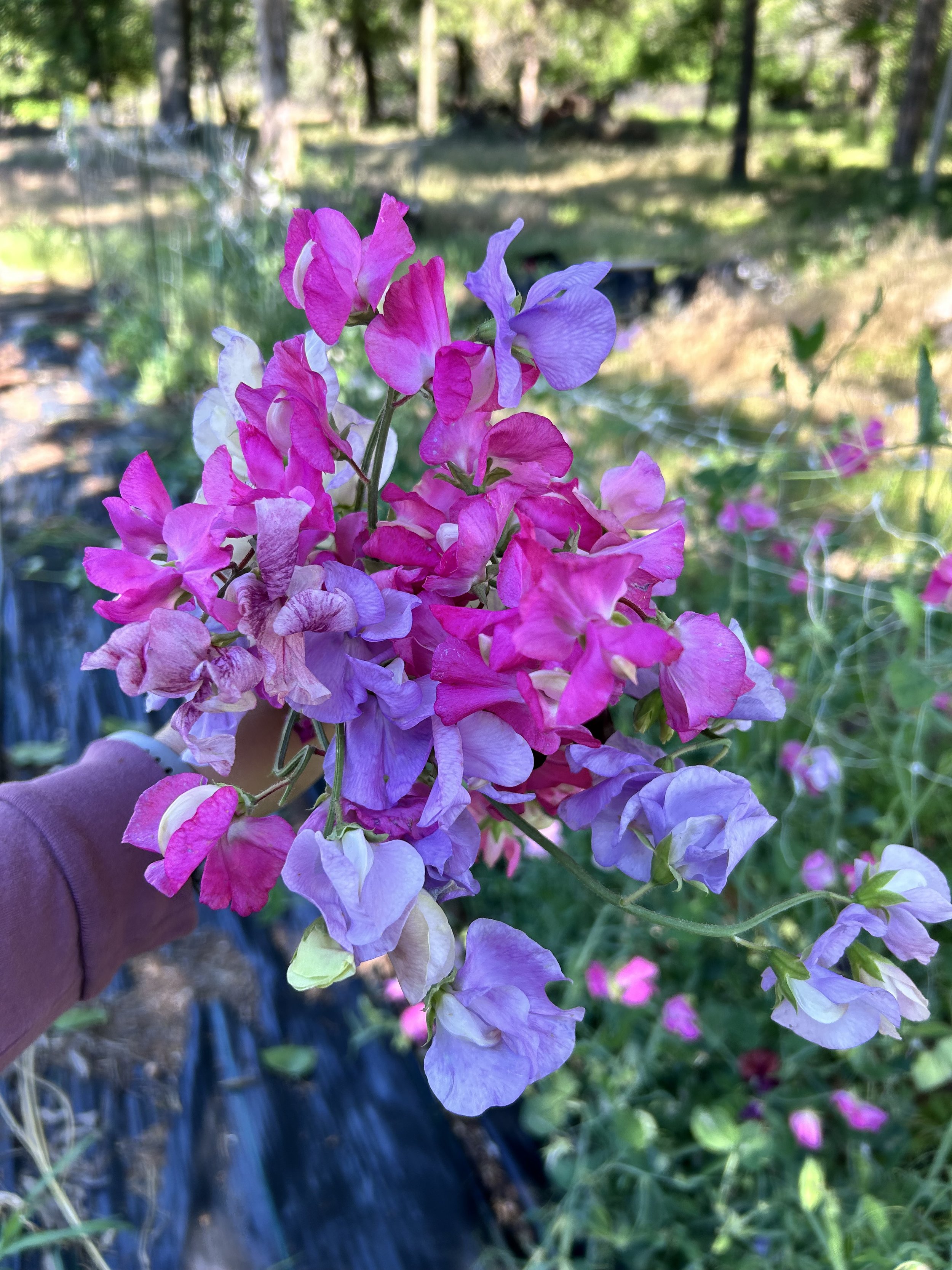 Sweet Pea Seeds: Wildflower Cottage Mix