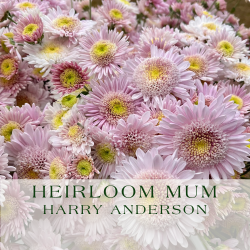 Mum_ Harry Anderson.png