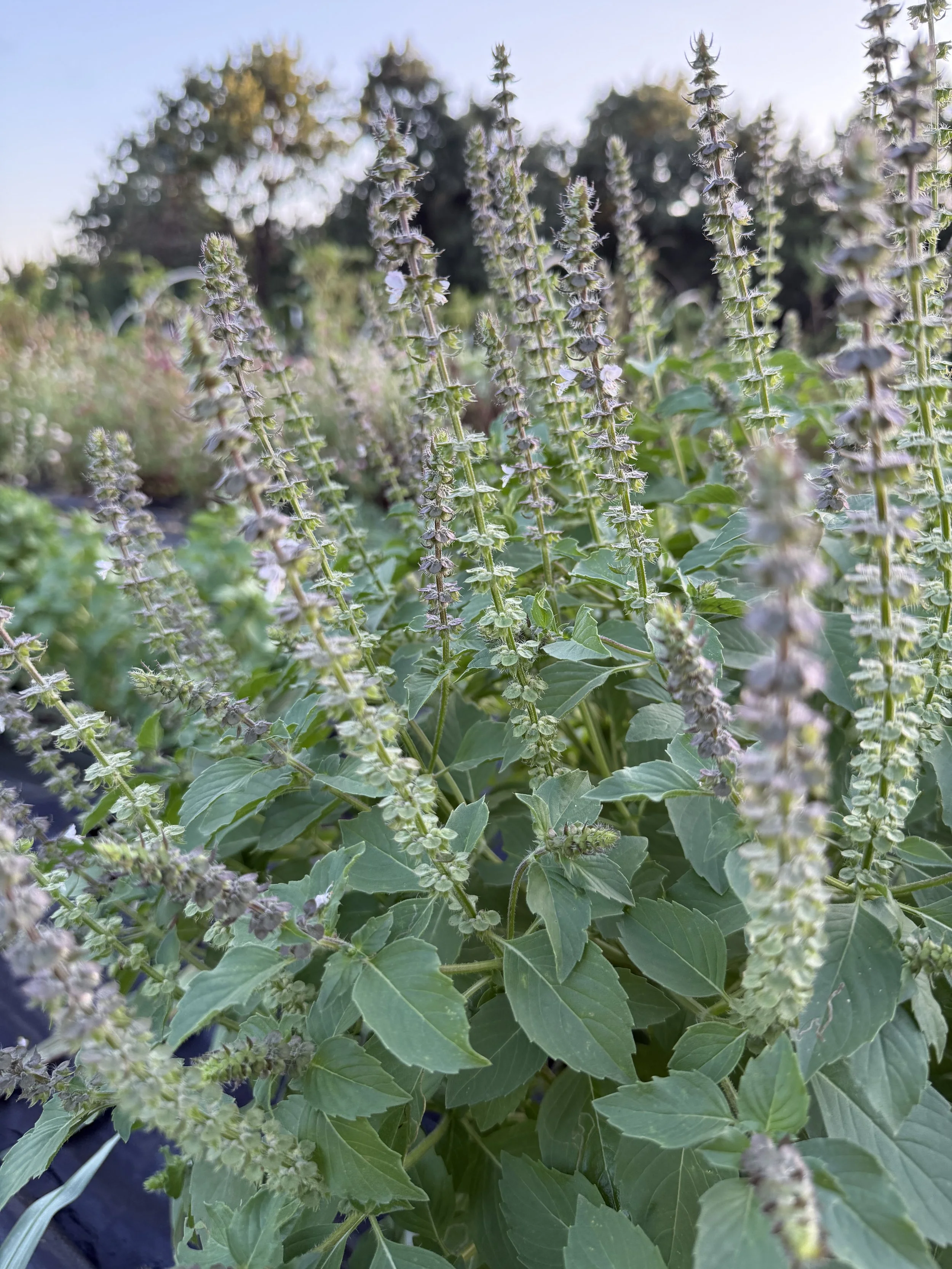 Holy-Basil-Oklahoma-Grown.jpeg