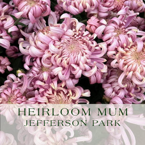 Mum_ Jefferson Park.png