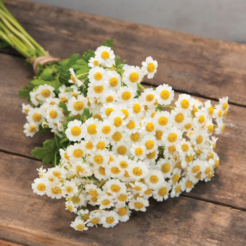 Feverfew Wildflower Cottage mix
