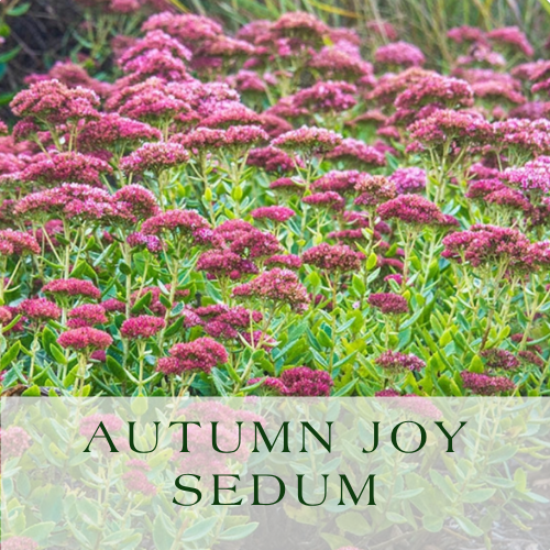 Autumn Joy Sedum.png