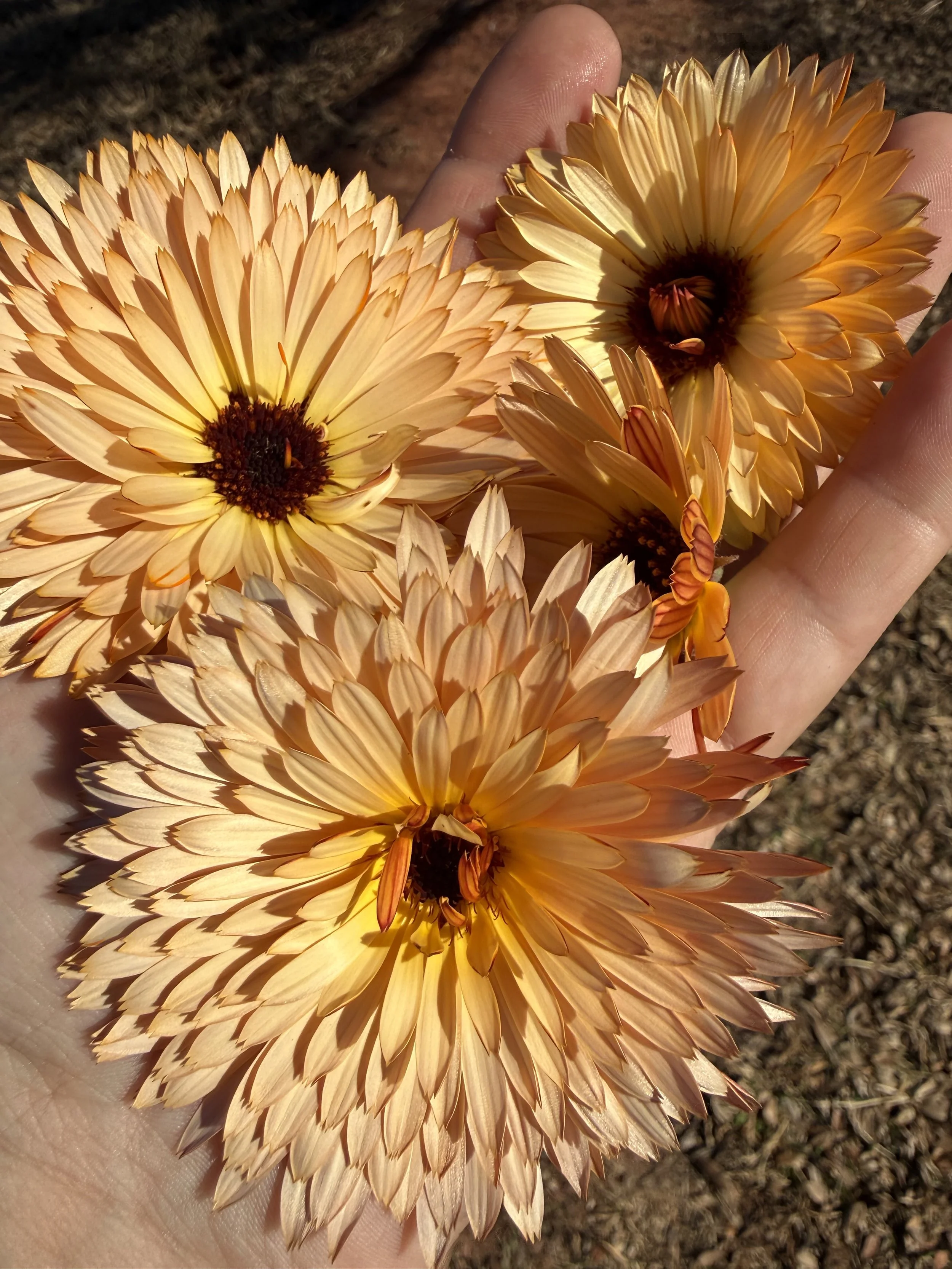 Oklahoma-Calendula.jpeg