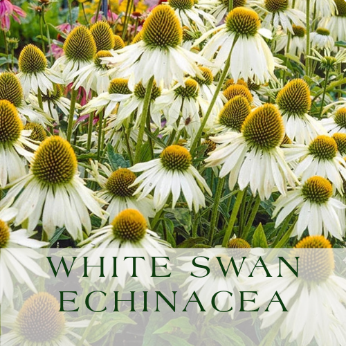 White Swan Echinacea.png