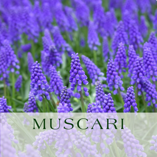 Muscari.png