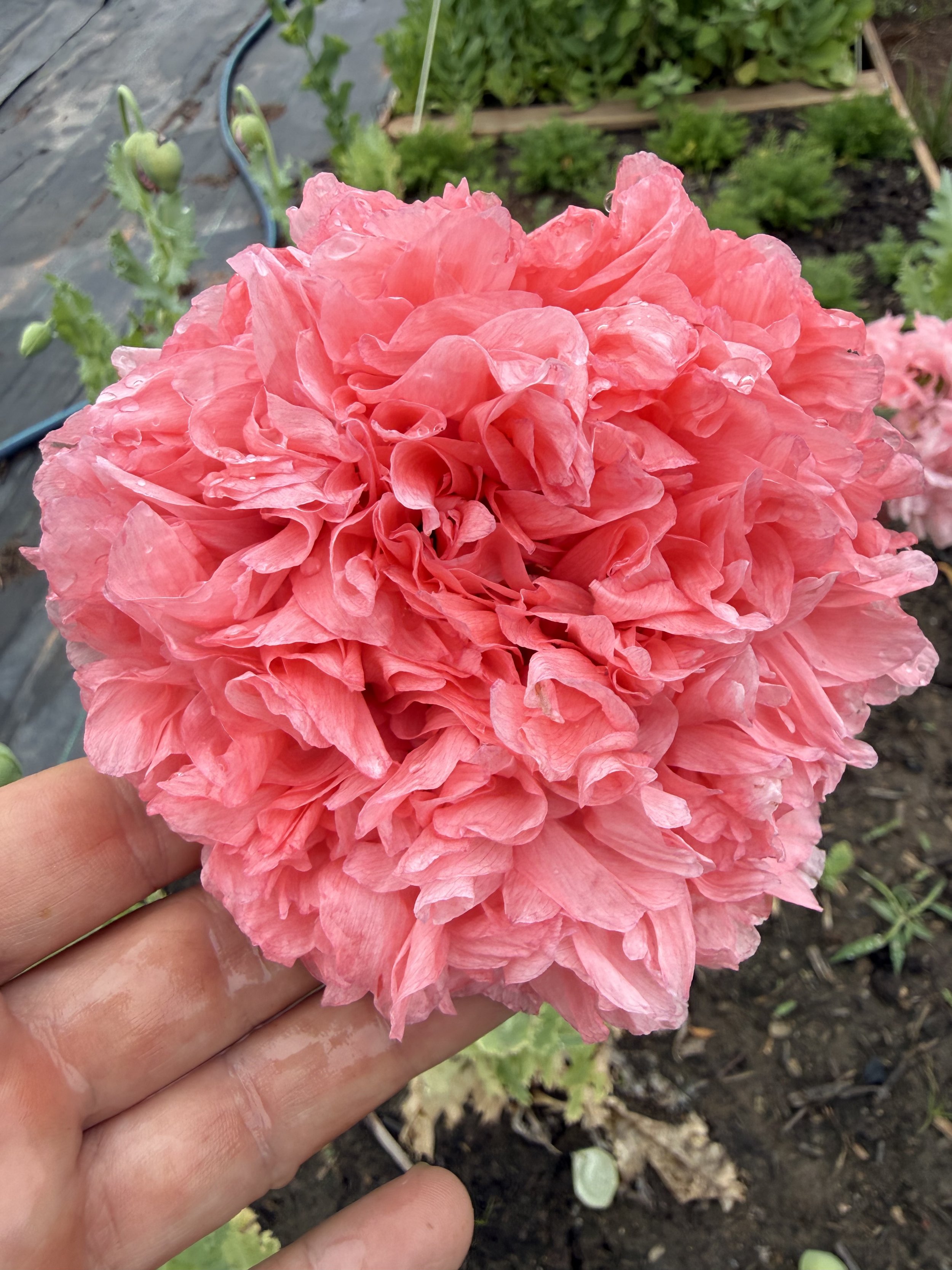 Oklahoma-grown-poppies.jpeg