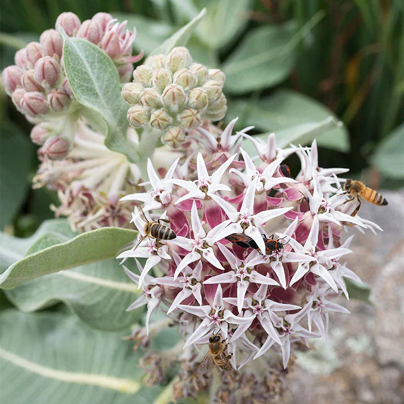 showymilkweed.webp