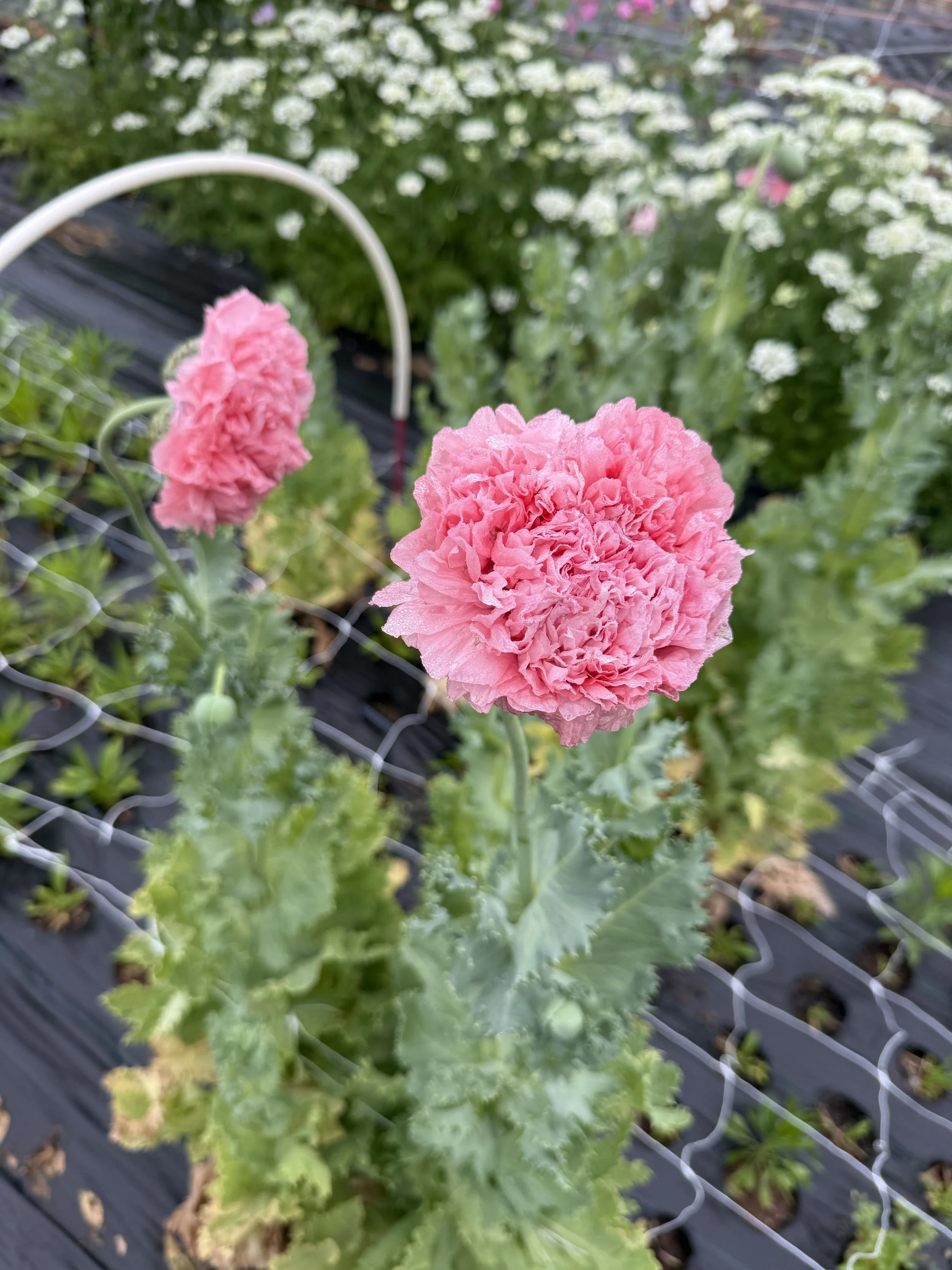 Breadseed Poppy Wildflower Cottage Mix
