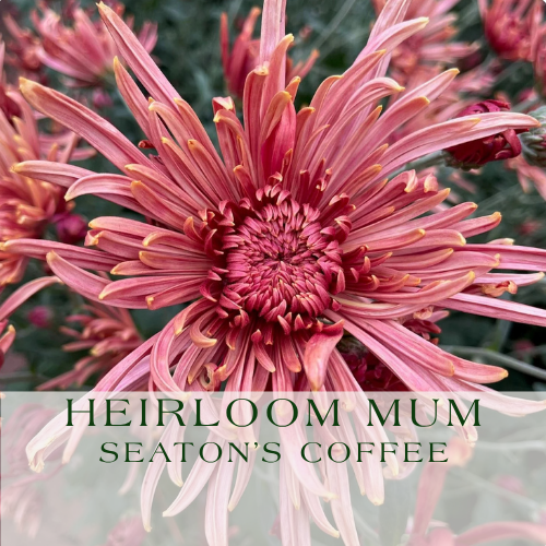 Mum_ Seaton's Coffee.png