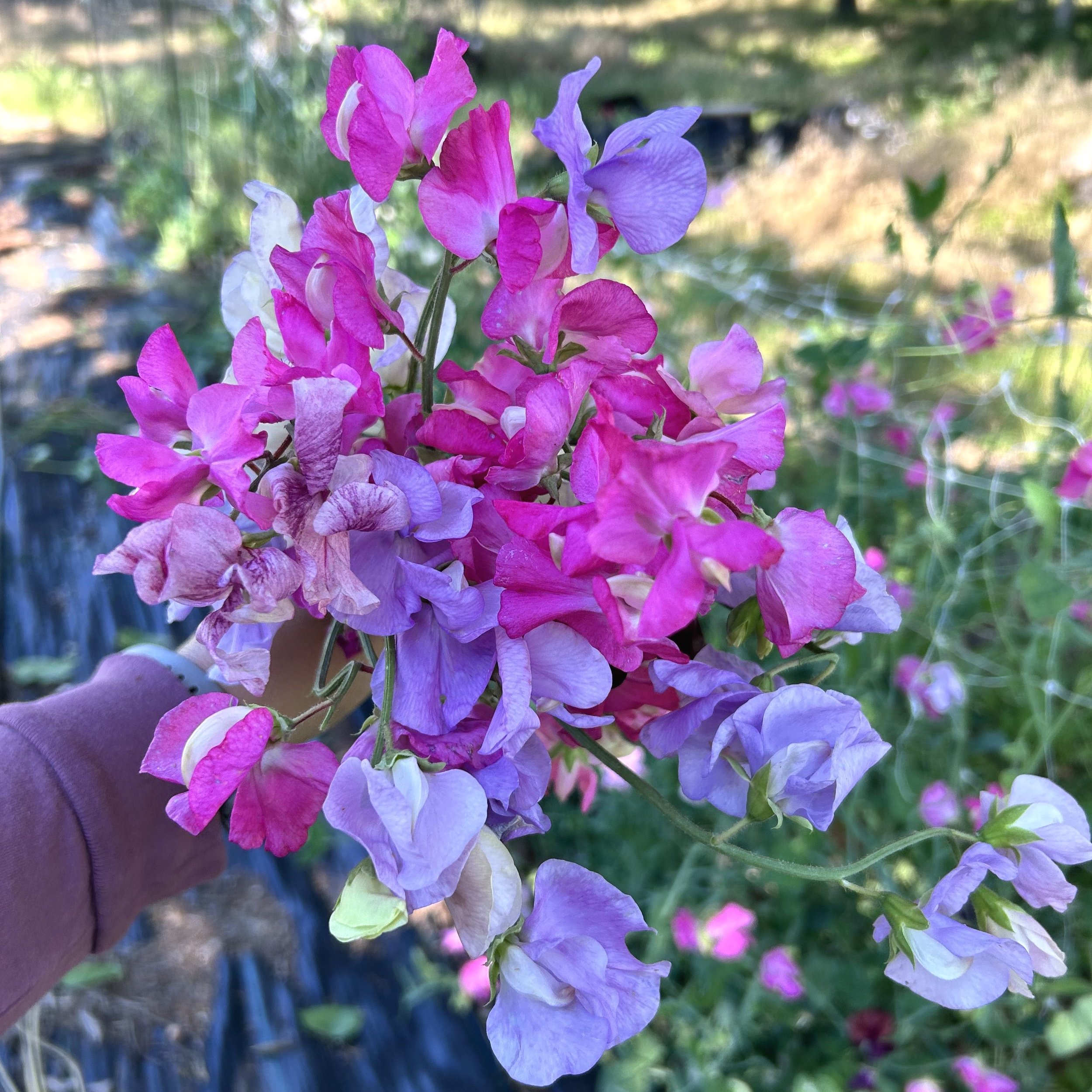 Oklahoma Sweet Peas