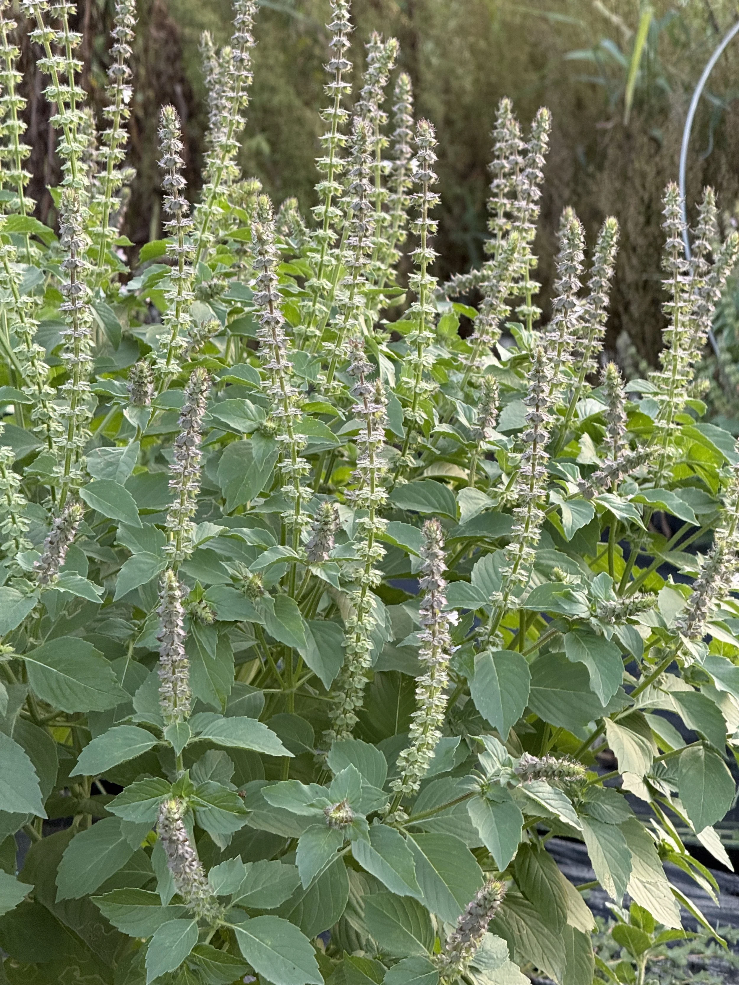 Tulsi Basil Seeds