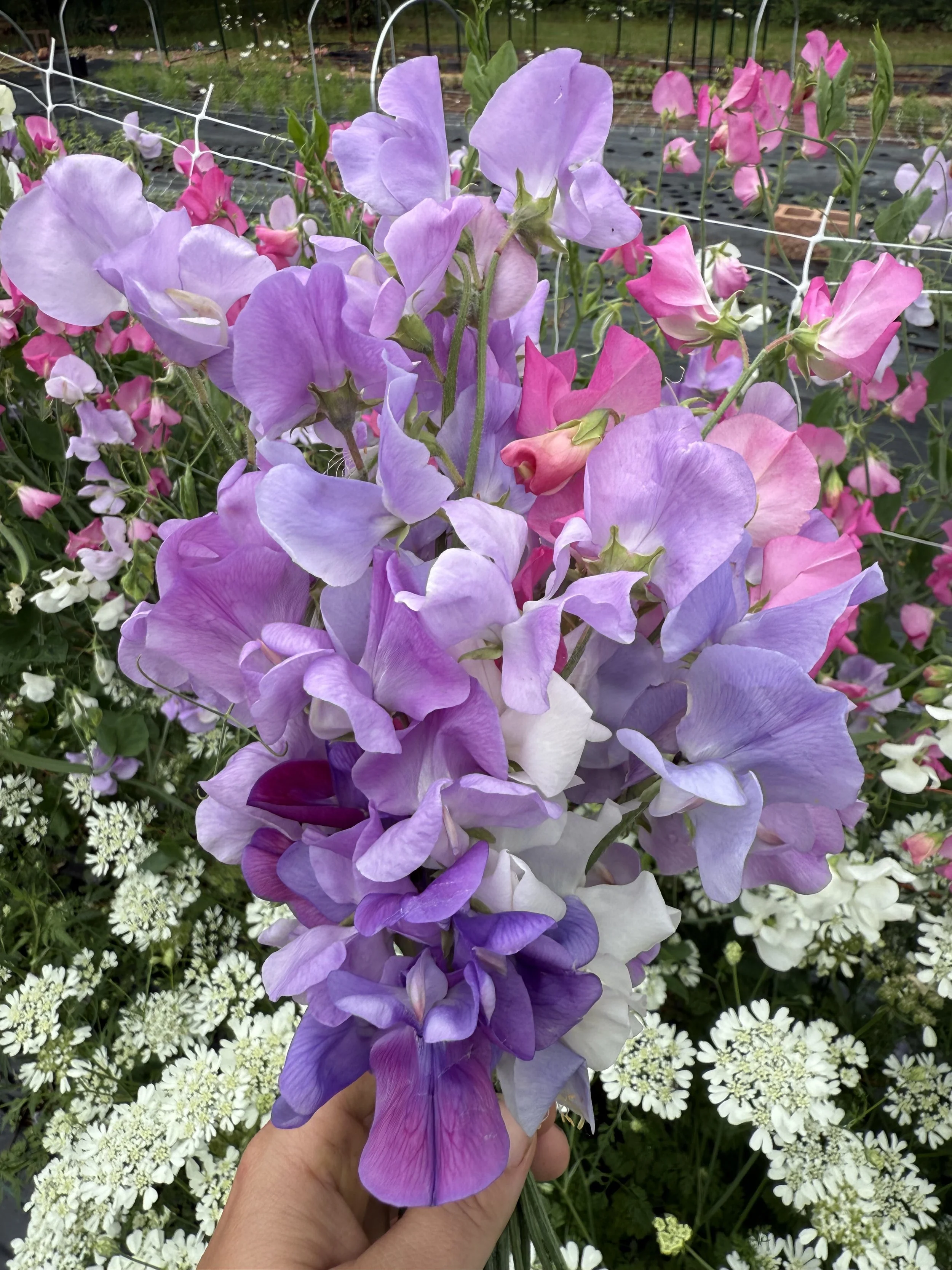 Sweet Pea Seeds: Wildflower Cottage Mix