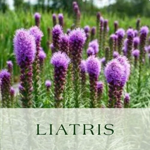 *Cutting Garden Plants