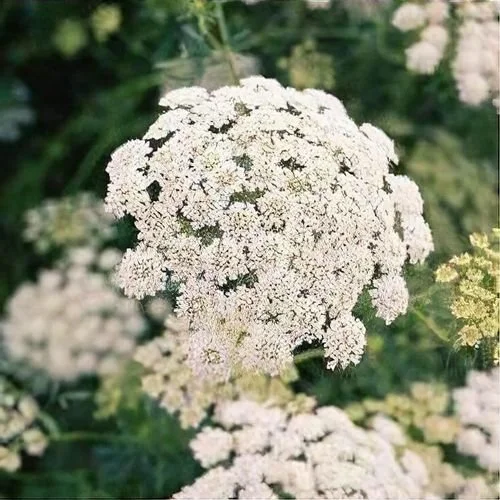 Queen Anne's Lace- Queen of Africa